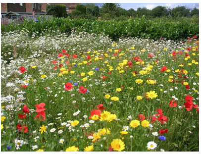 80/20 Meadow & Flower Seed Mix 100g