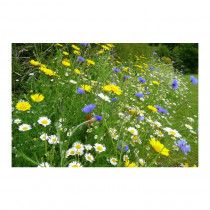 100% Wild Flower Seed Mix 100g